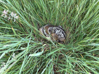 IMG-20260526-WA0006