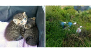 Bild illegal entsorgter Müll