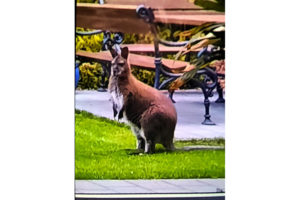 Foto des entlaufenen Kängurus