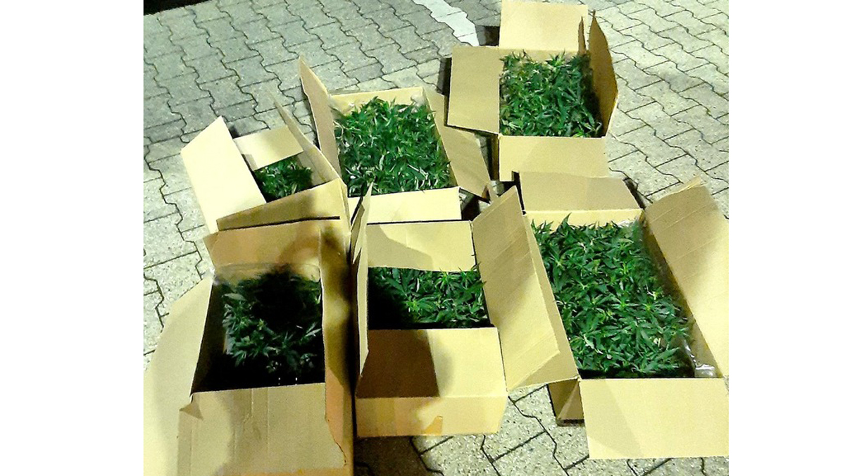 Bundespolizei beschlagnahmt über 450 Cannabissetzlinge