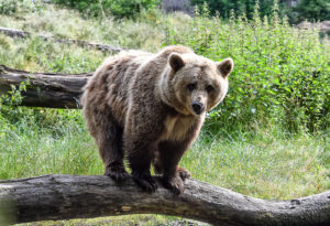 Braunbärin Tara_Volksbank