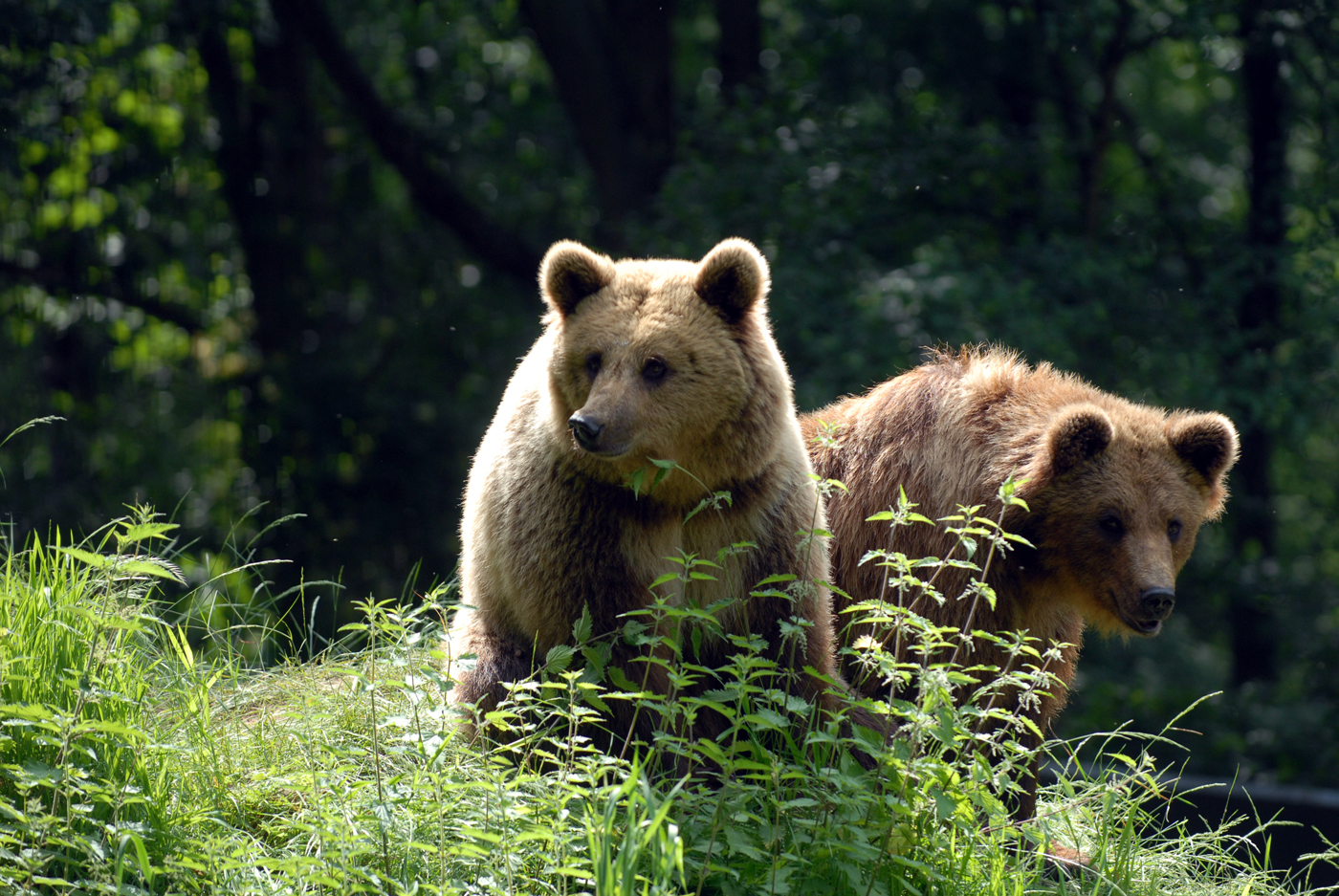 Bärendamen Sava und Tara