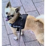 Gestohlener Chihuahua