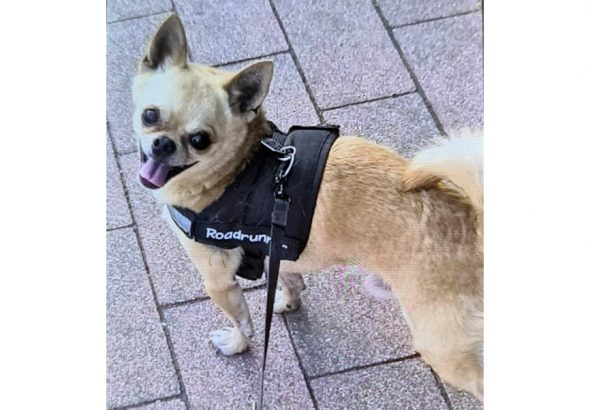 Gestohlener Chihuahua