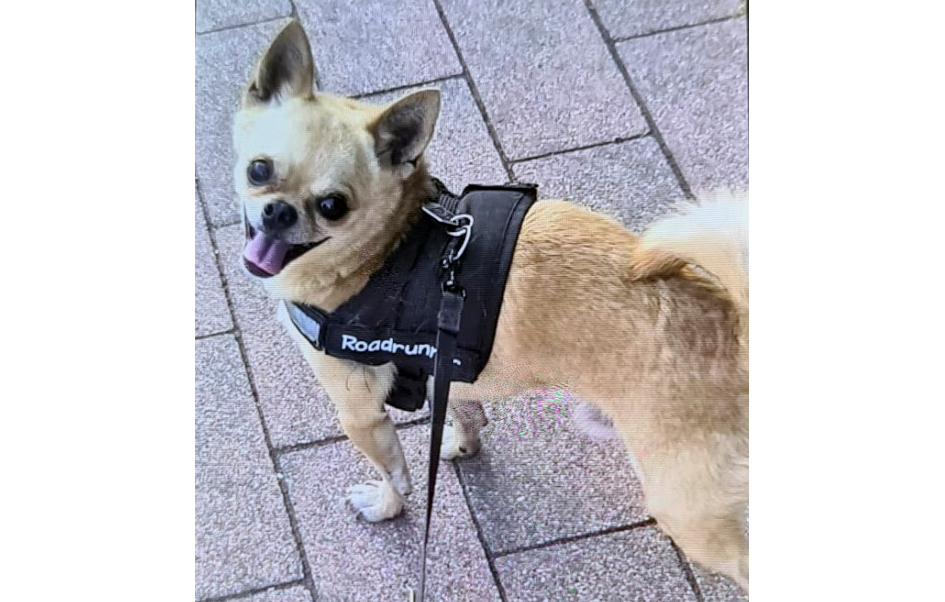 Gestohlener Chihuahua