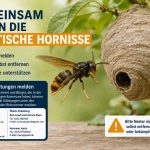 Hornisse