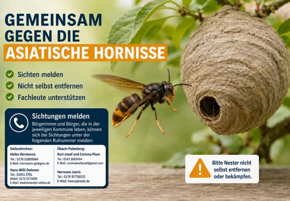 Hornisse